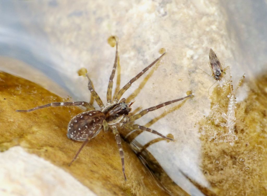 Dolomedes plantarius?   - Magenta (MI)